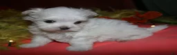 Maltese dogs for sale: Casper - Ad 7