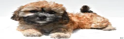 Teddy Bear dogs for sale: Buttercup - Ad 5
