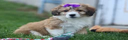 Corgipoo dogs for sale: NELLY - Ad 5