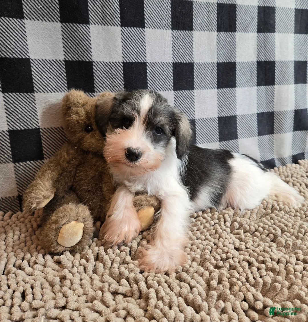 Miniature Schnauzer dogs for sale: Scoobie - Ad 3
