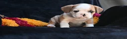 Mixed Breed dogs for sale: Oliver - Ad 2