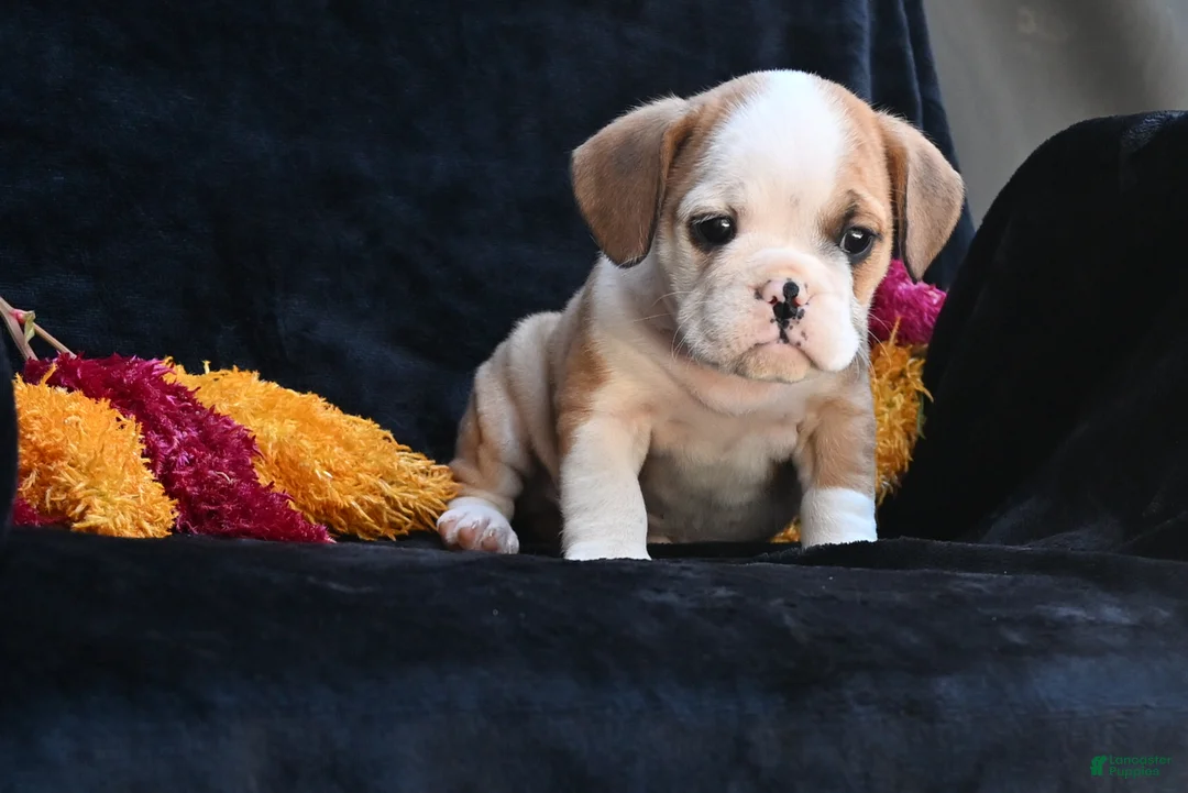 Mixed Breed dogs for sale: Oliver - Ad 2