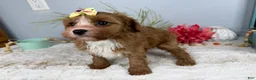 Cavapoo dogs for sale: Zoe  - Ad 10