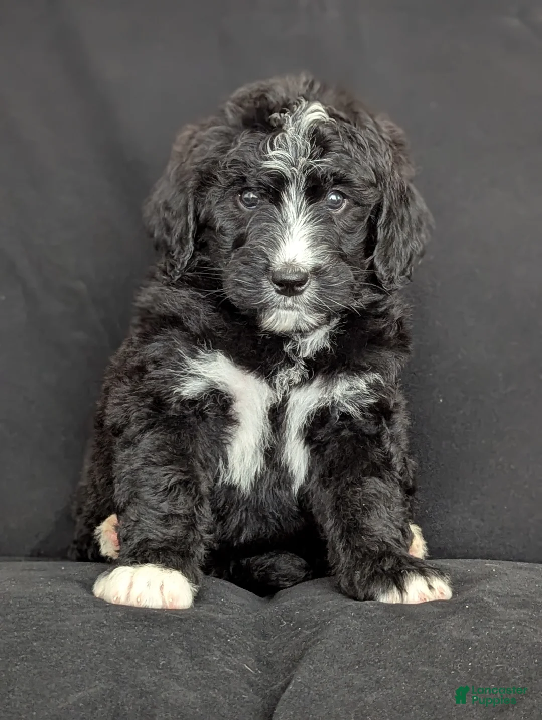 Bernedoodle dogs for sale: Princess  - Ad 1