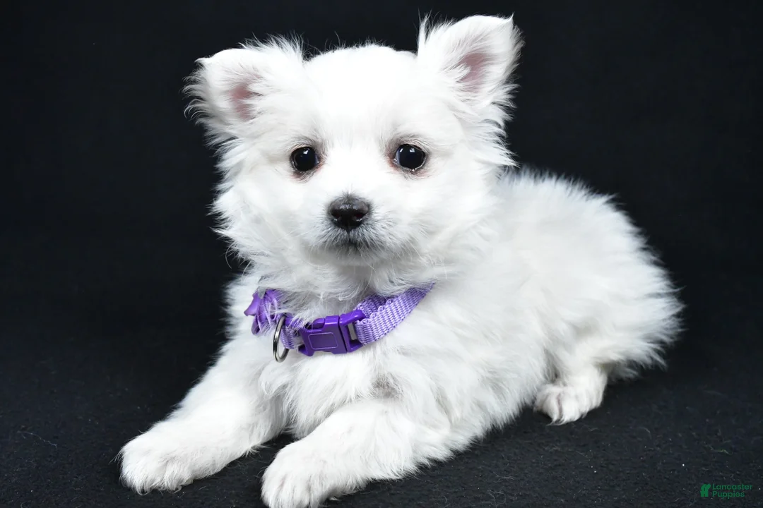 Maltese dogs for sale: Angie - Ad 2