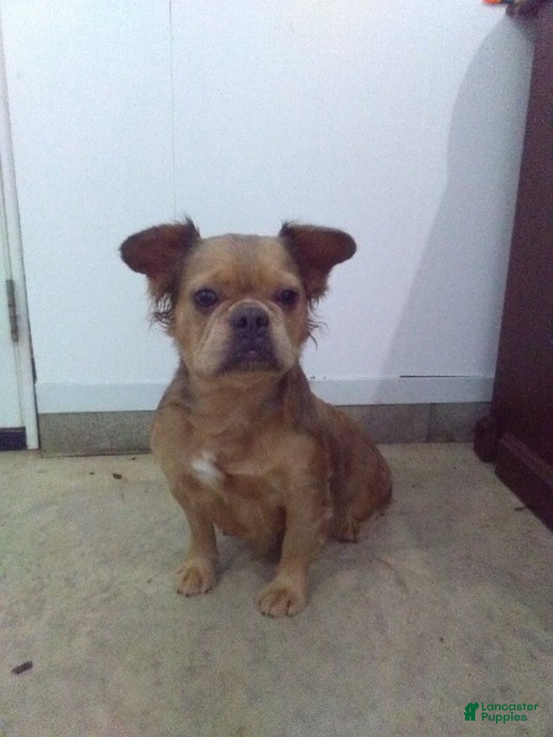 French Bulldog dogs for sale: Avril - Ad 10