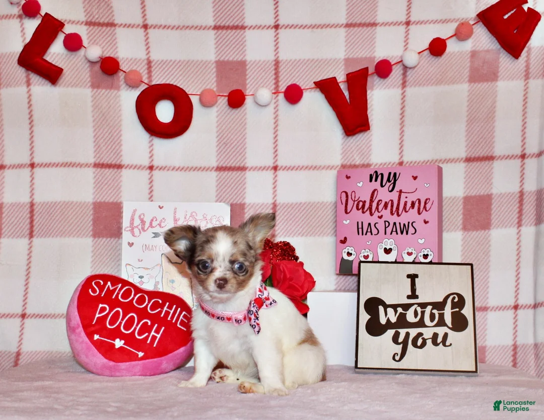 Chihuahua dogs for sale: Happy - Ad 1