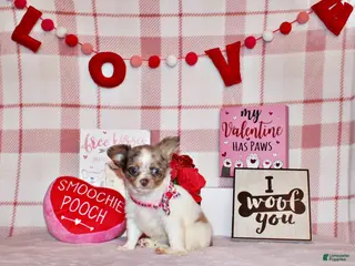 Chihuahua dogs Happy - Ad 12