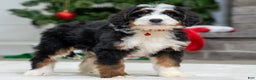 Mini Bernedoodle dogs for sale: Blaze - Ad 2