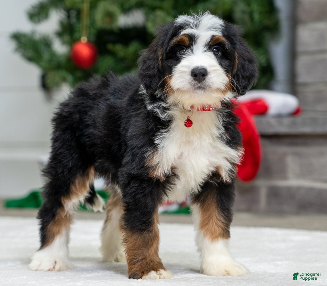 Mini Bernedoodle dogs for sale: Blaze - Ad 2