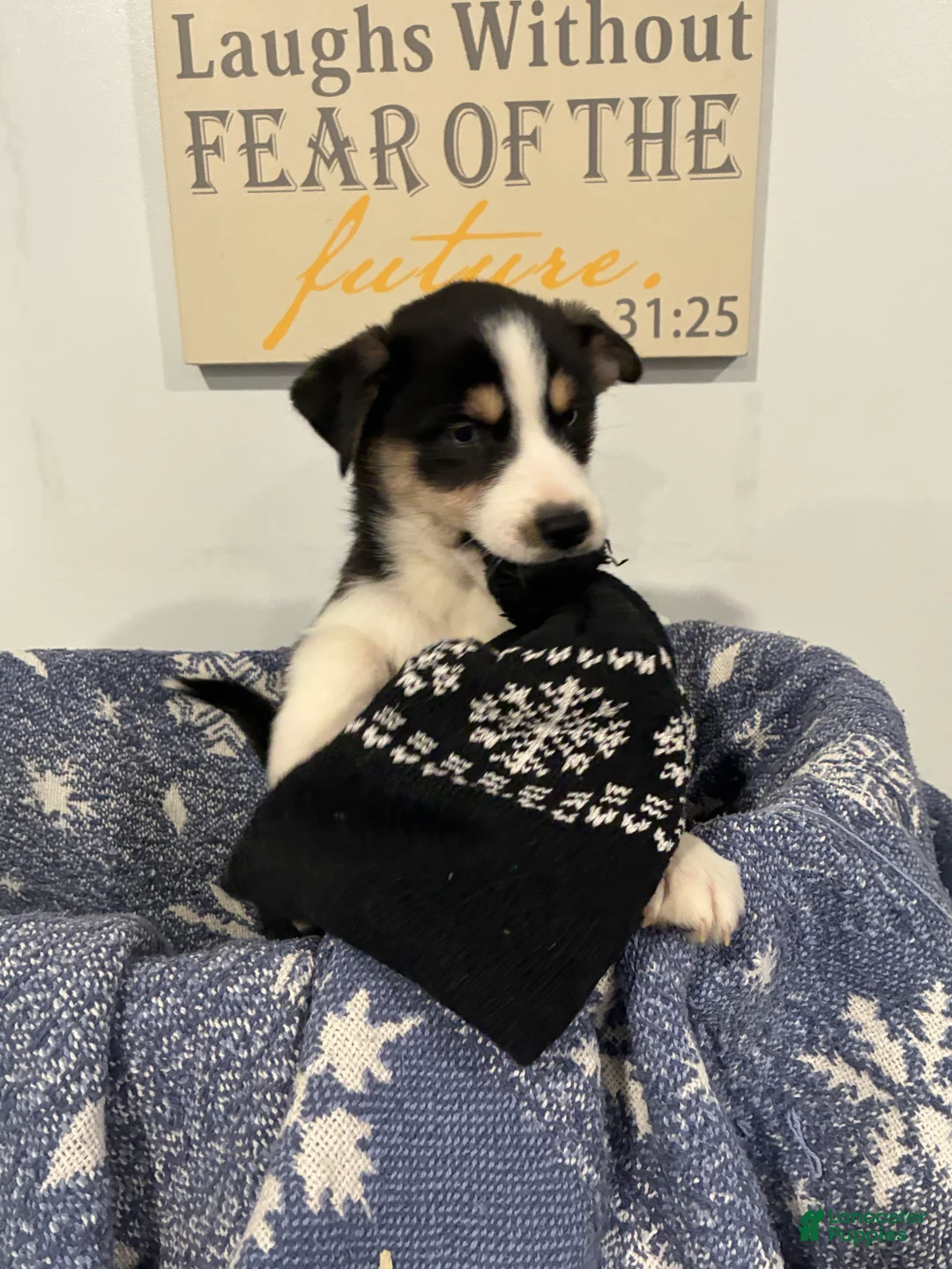 Mixed Breed dogs for sale: Mixed Breed Puppy 1 - Ad 4