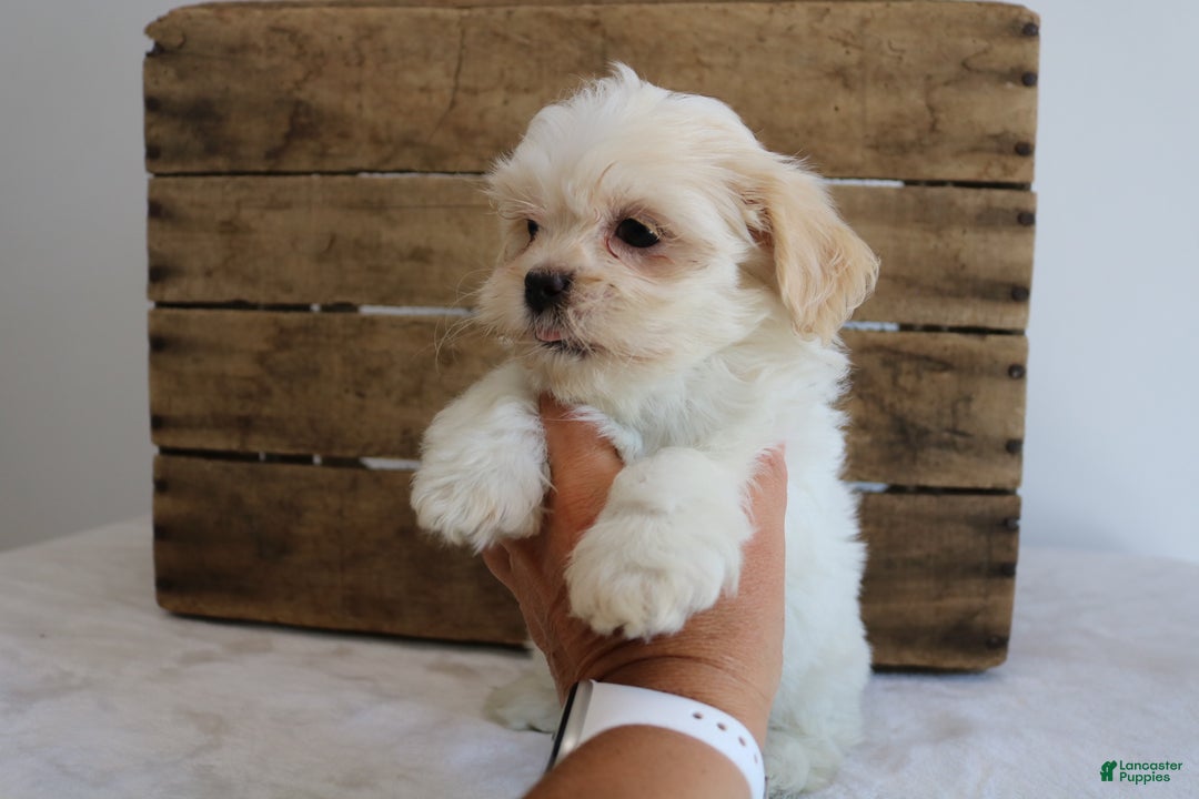 Maltipoo dogs for sale: Katy - Ad 3
