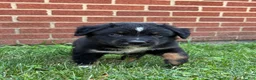 Australian Shepherd dogs for sale: Forest  - Ad 10