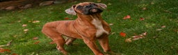 Boxer dogs for sale: Travis - Ad 5