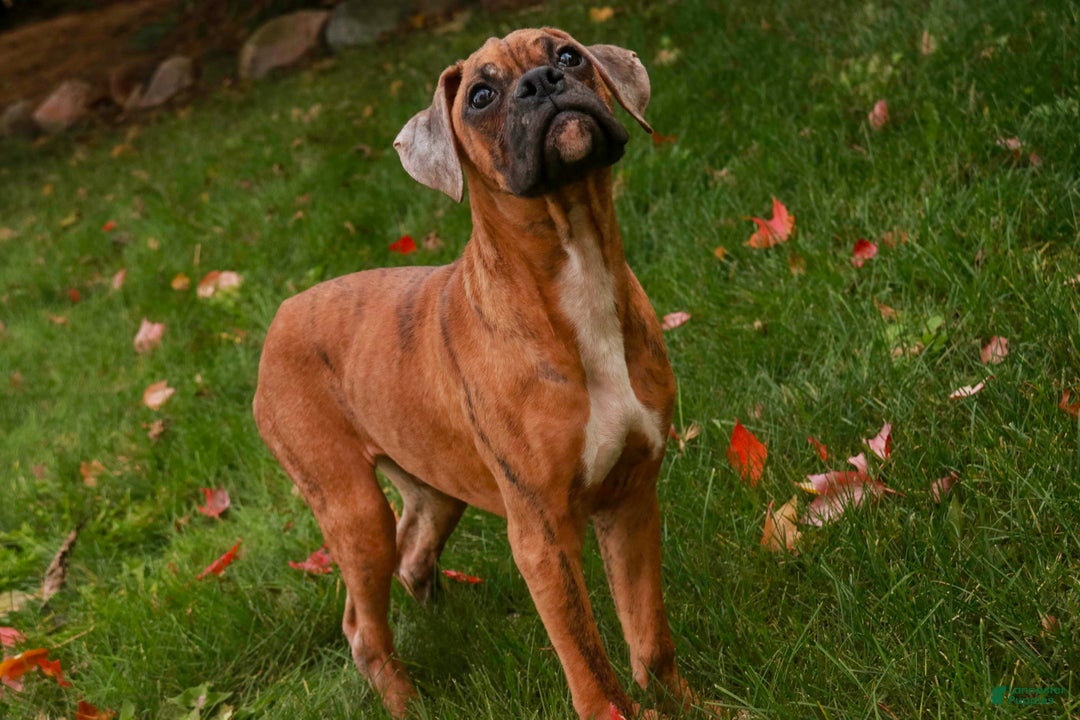 Boxer dogs for sale: Travis - Ad 5