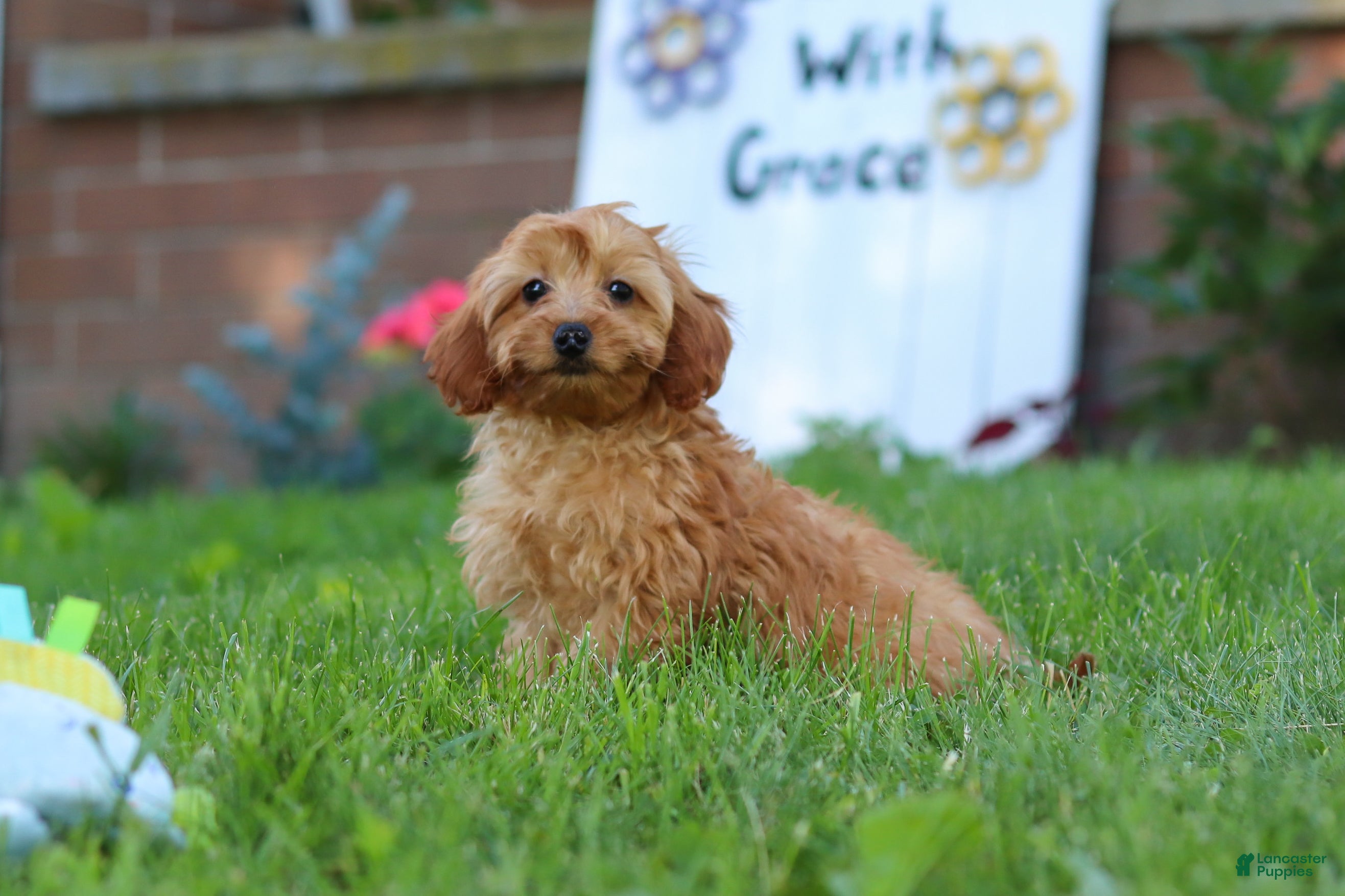 Cavapoo dogs Alexa - Ad 1