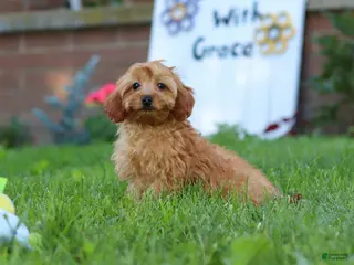 Cavapoo dogs for sale: Alexa - Ad 1