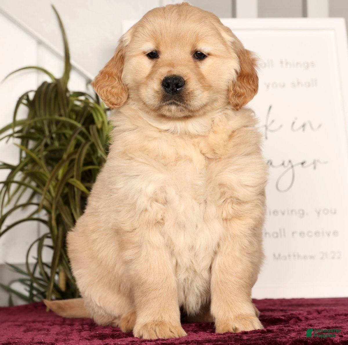 Golden Retriever dogs Rose - Ad 21