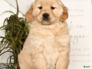 Golden Retriever dogs Rose - Ad 21