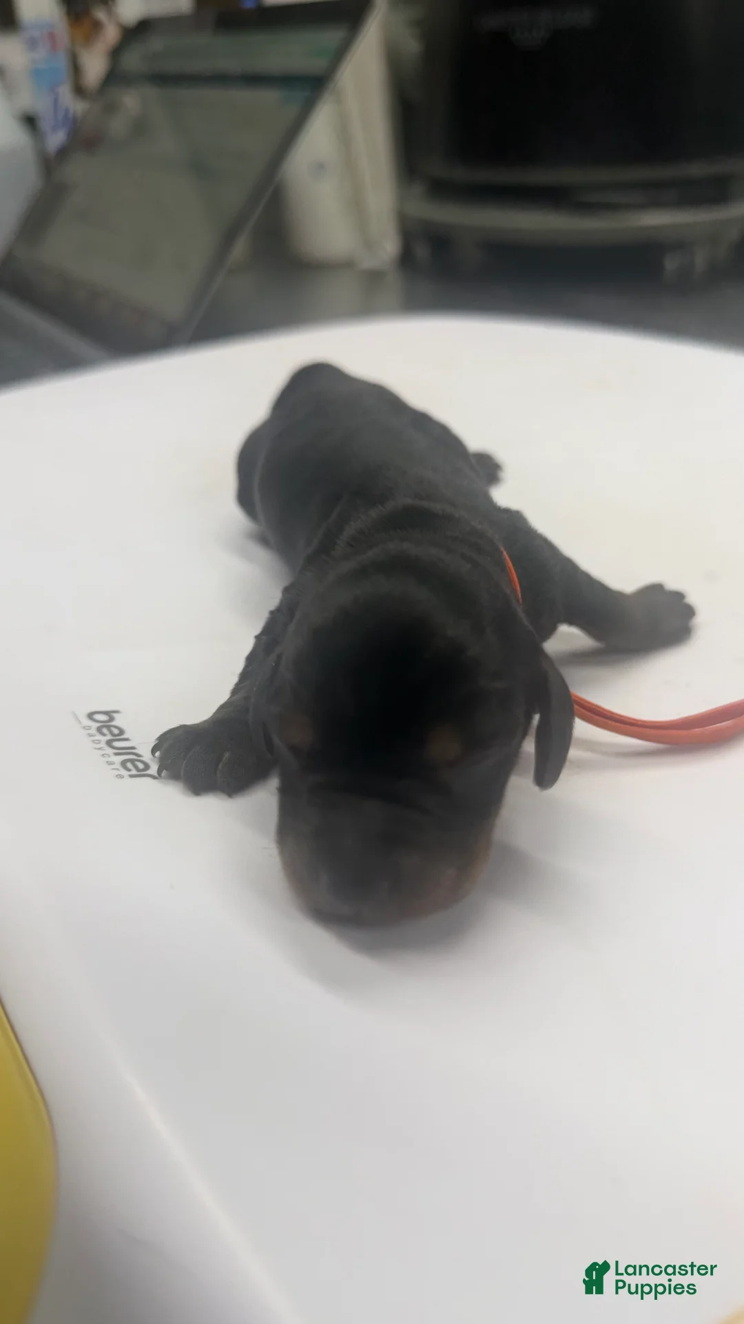 Miniature Dachshund dogs for sale: Miniature Dachshund 4 - Ad 1