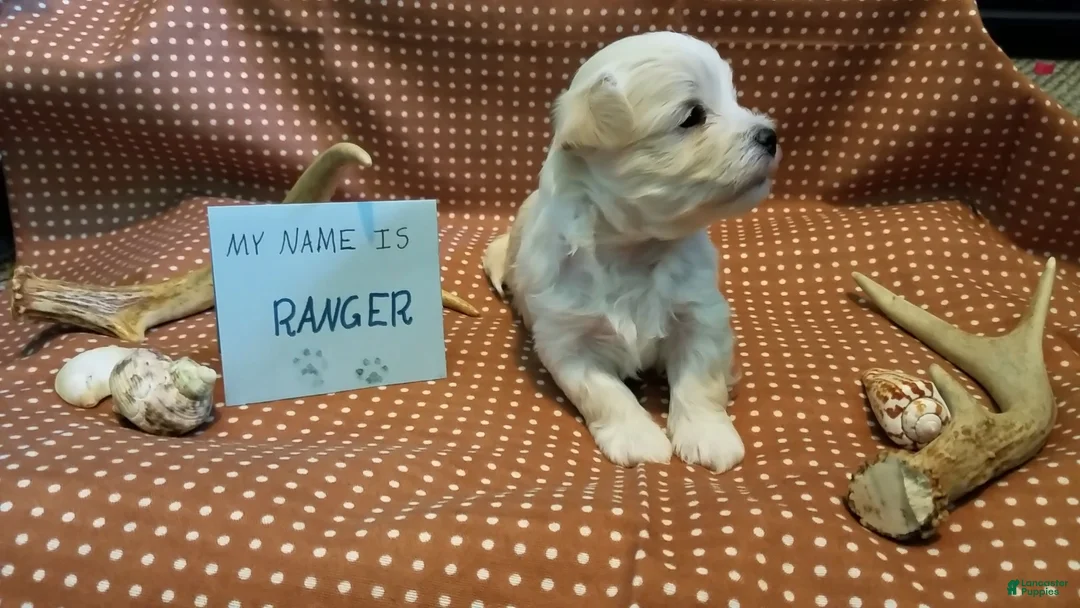 Maltipoo dogs for sale: Ranger - Ad 11