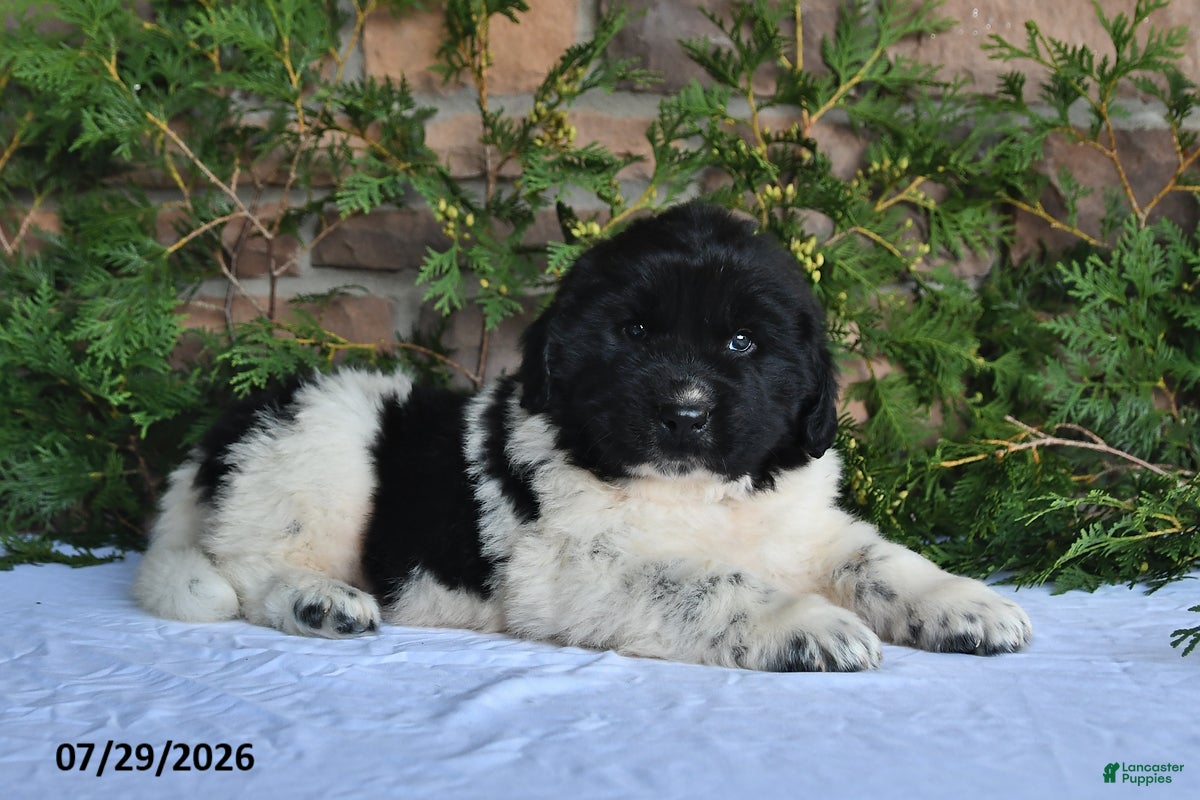 Newfoundland dogs Marshall - Ad 2