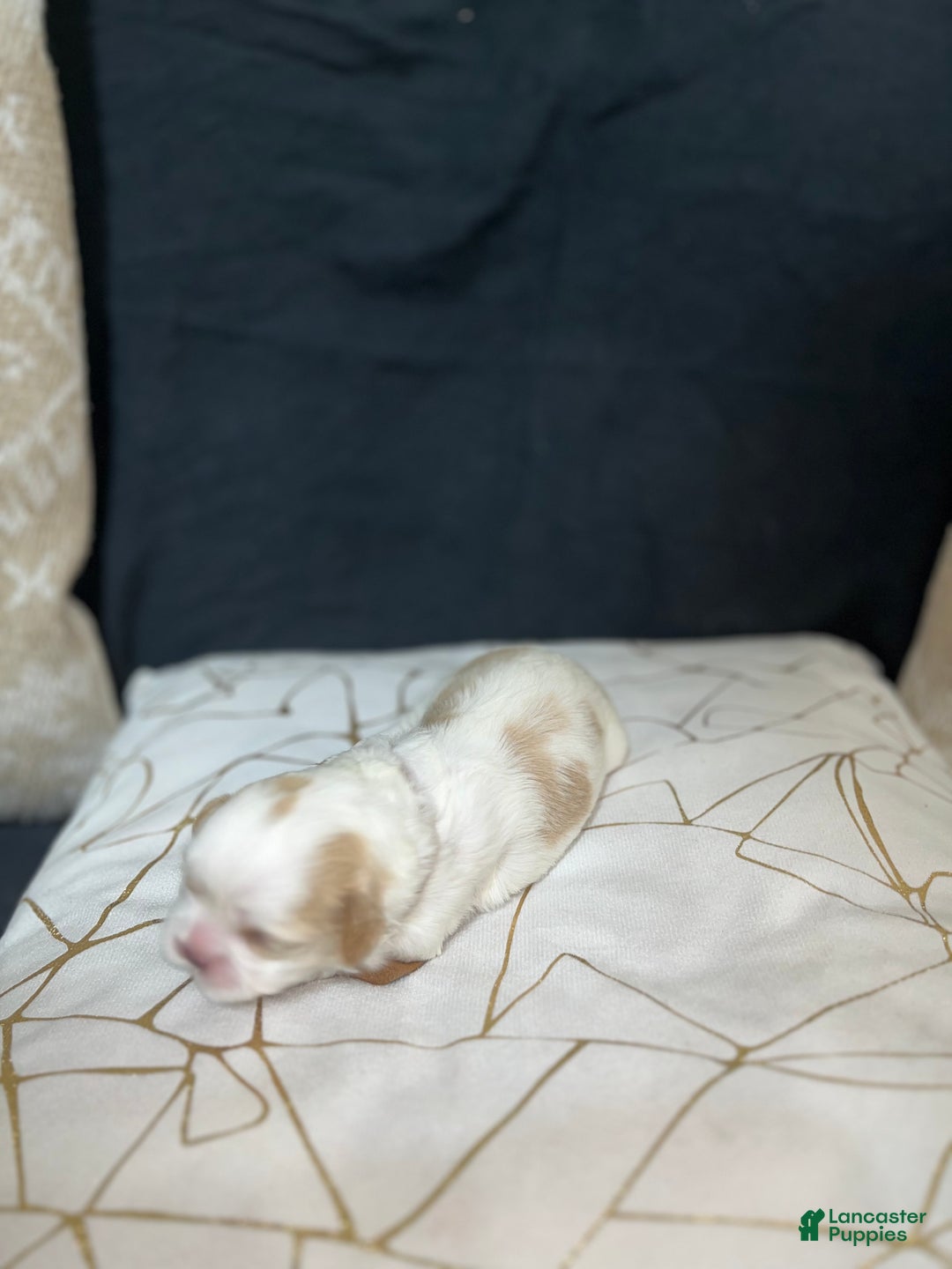 Shih Tzu dogs for sale: Rose - Ad 1