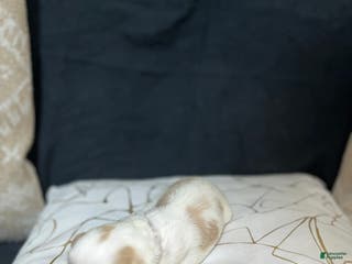 Shih Tzu dogs Rose - Ad 22