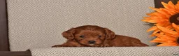 Cavapoo dogs for sale: Alan - Ad 3
