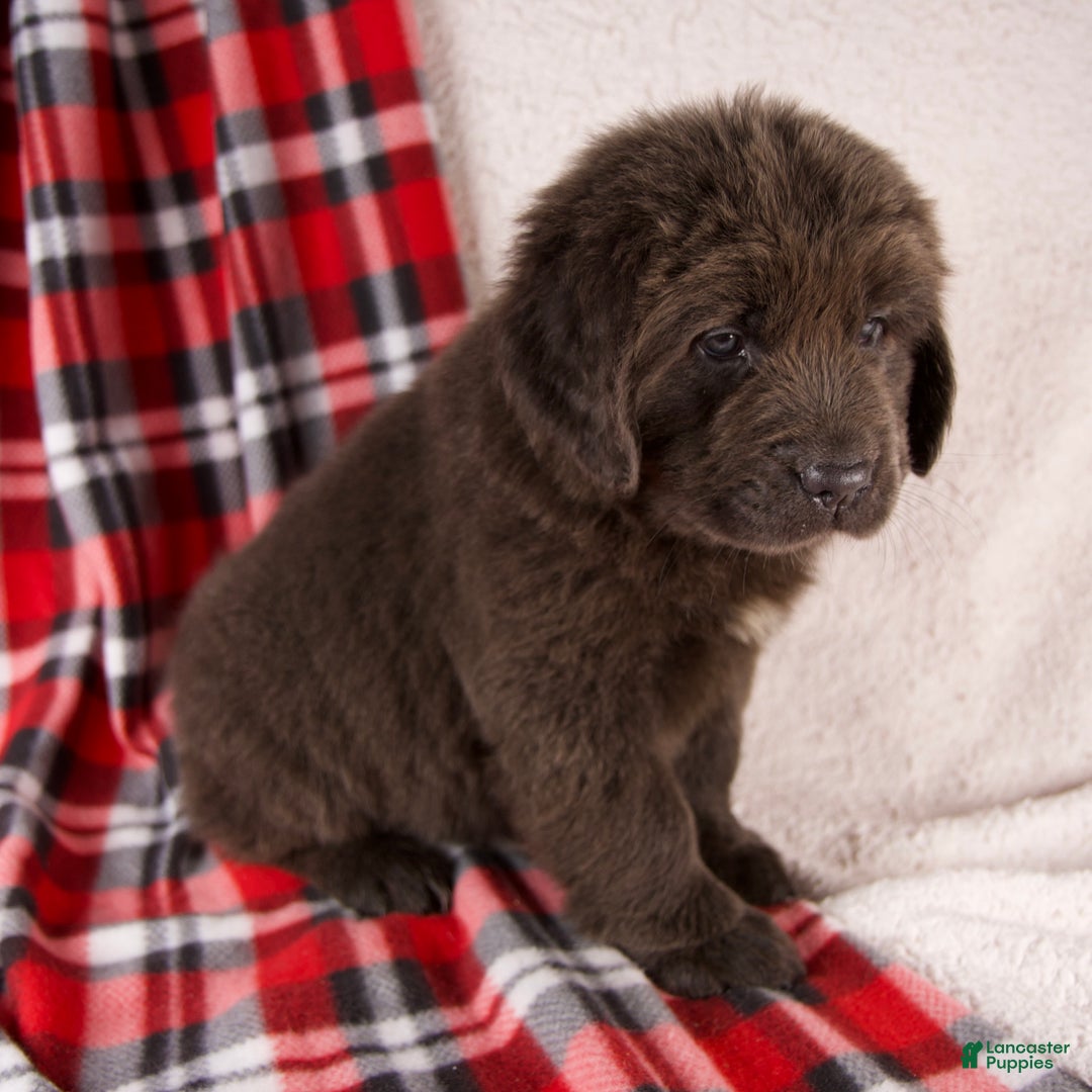 Newfoundland dogs for sale: Holly - Ad 4