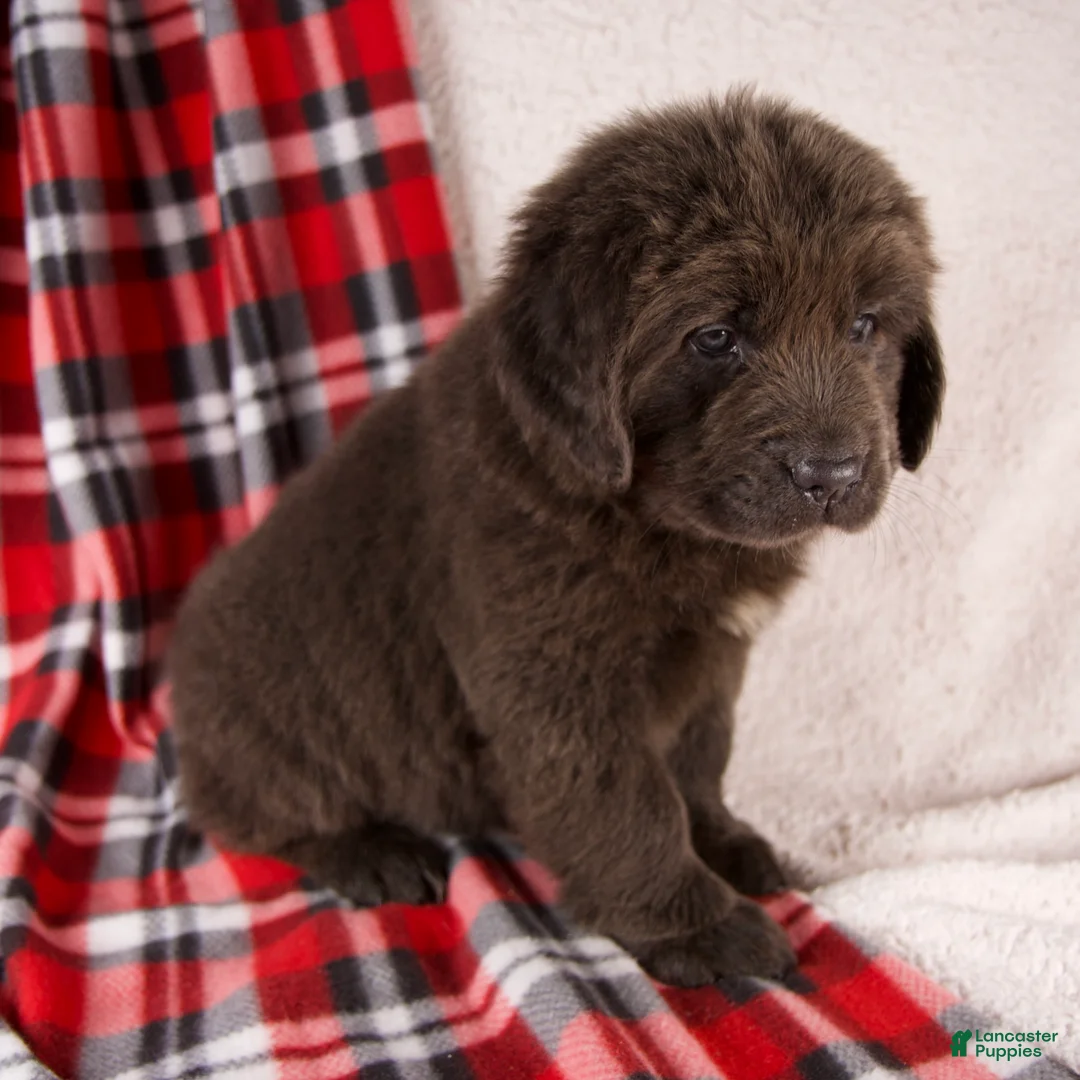 Newfoundland dogs for sale: Holly - Ad 4