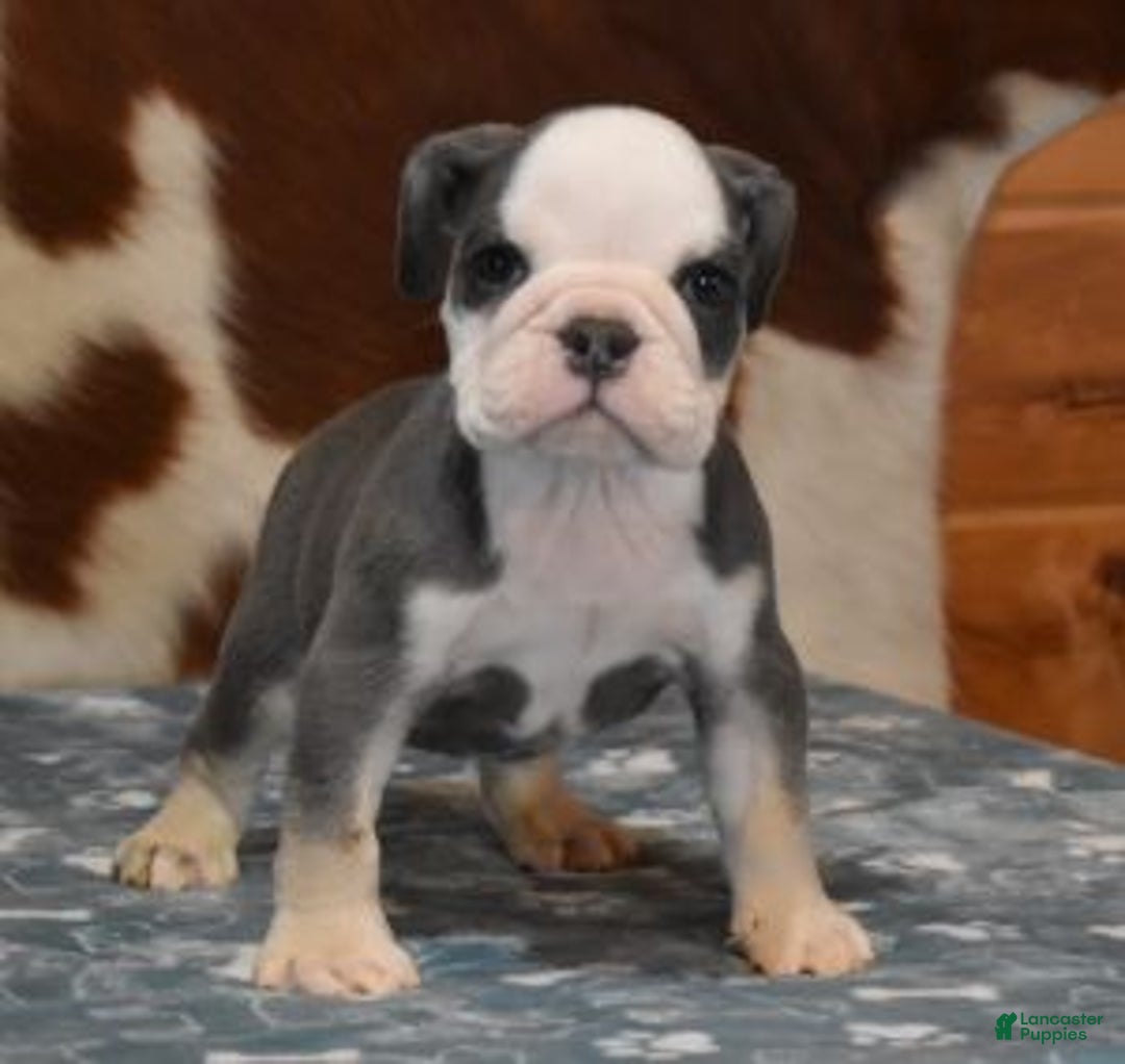 English Bulldog dogs for sale: BENJI, BLUE TRI MALE - Ad 3