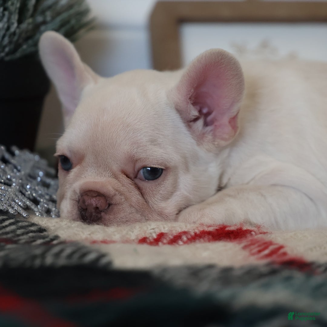 French Bulldog dogs for sale: Yuletide  - Ad 6