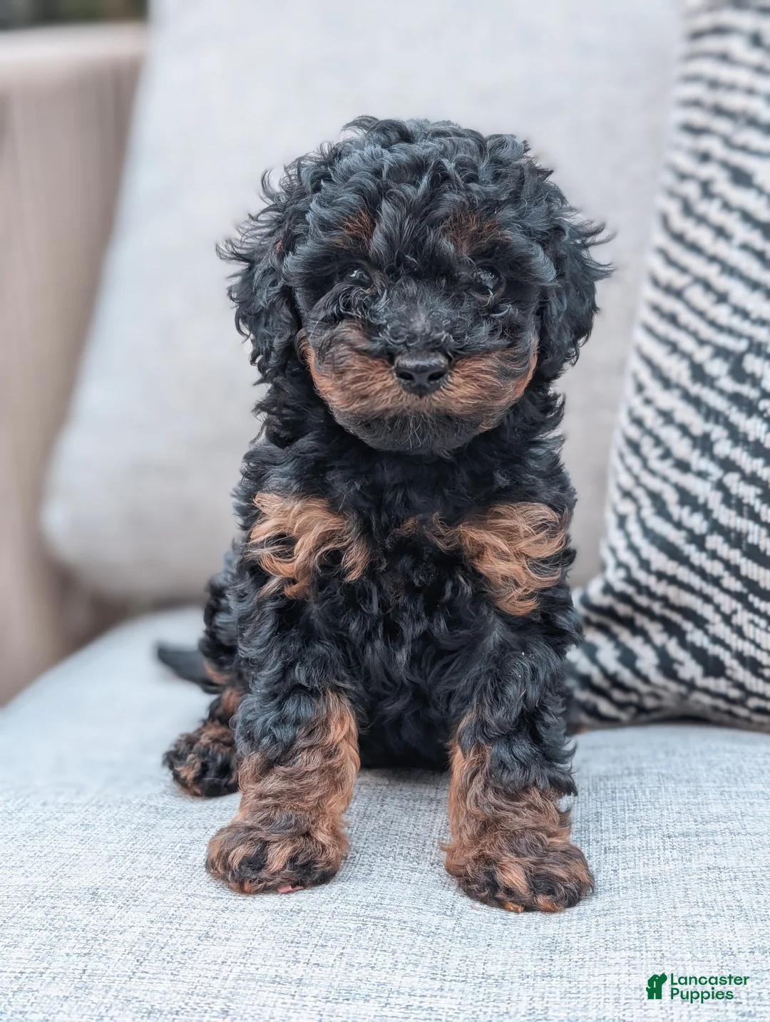 Miniature Poodle dogs for sale: Jasper - Ad 1