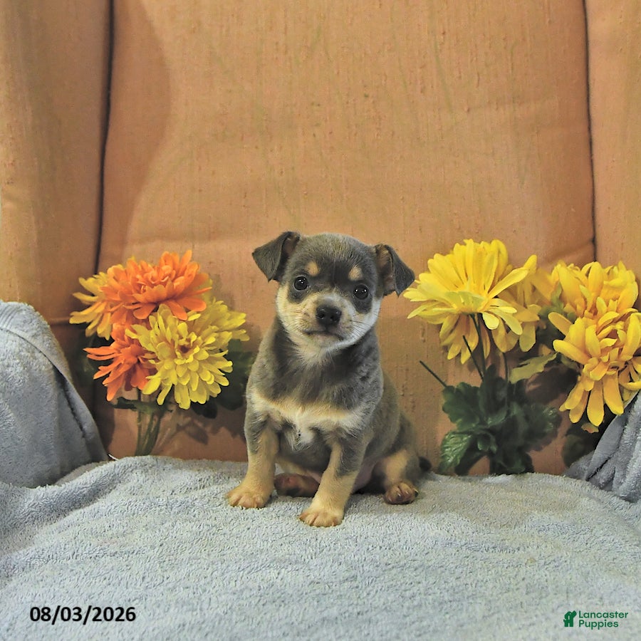 Chihuahua dogs Sparky   - Ad 1