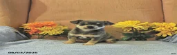 Chihuahua dogs for sale: Sparky   - Ad 1