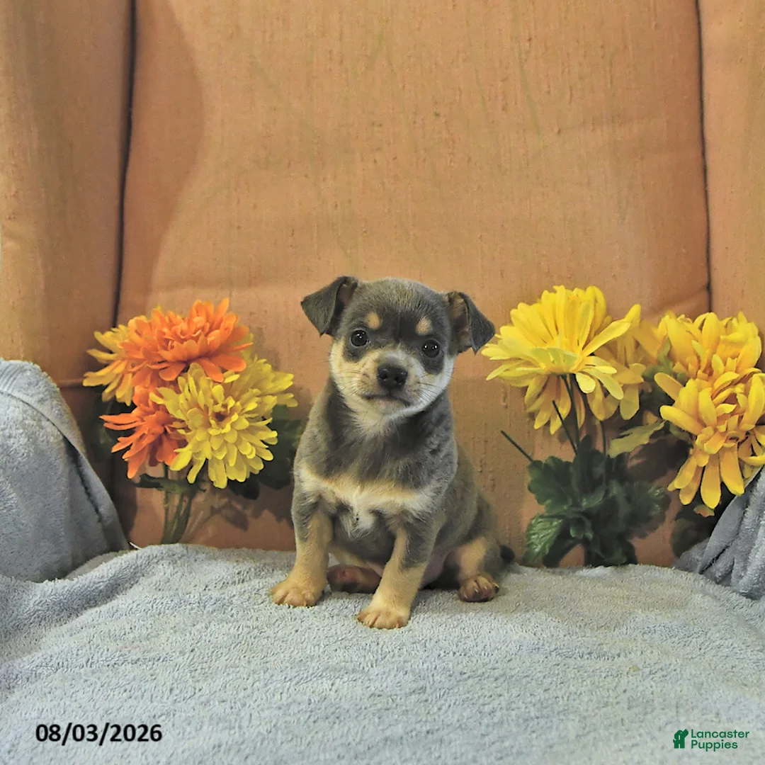 Chihuahua dogs for sale: Sparky   - Ad 1