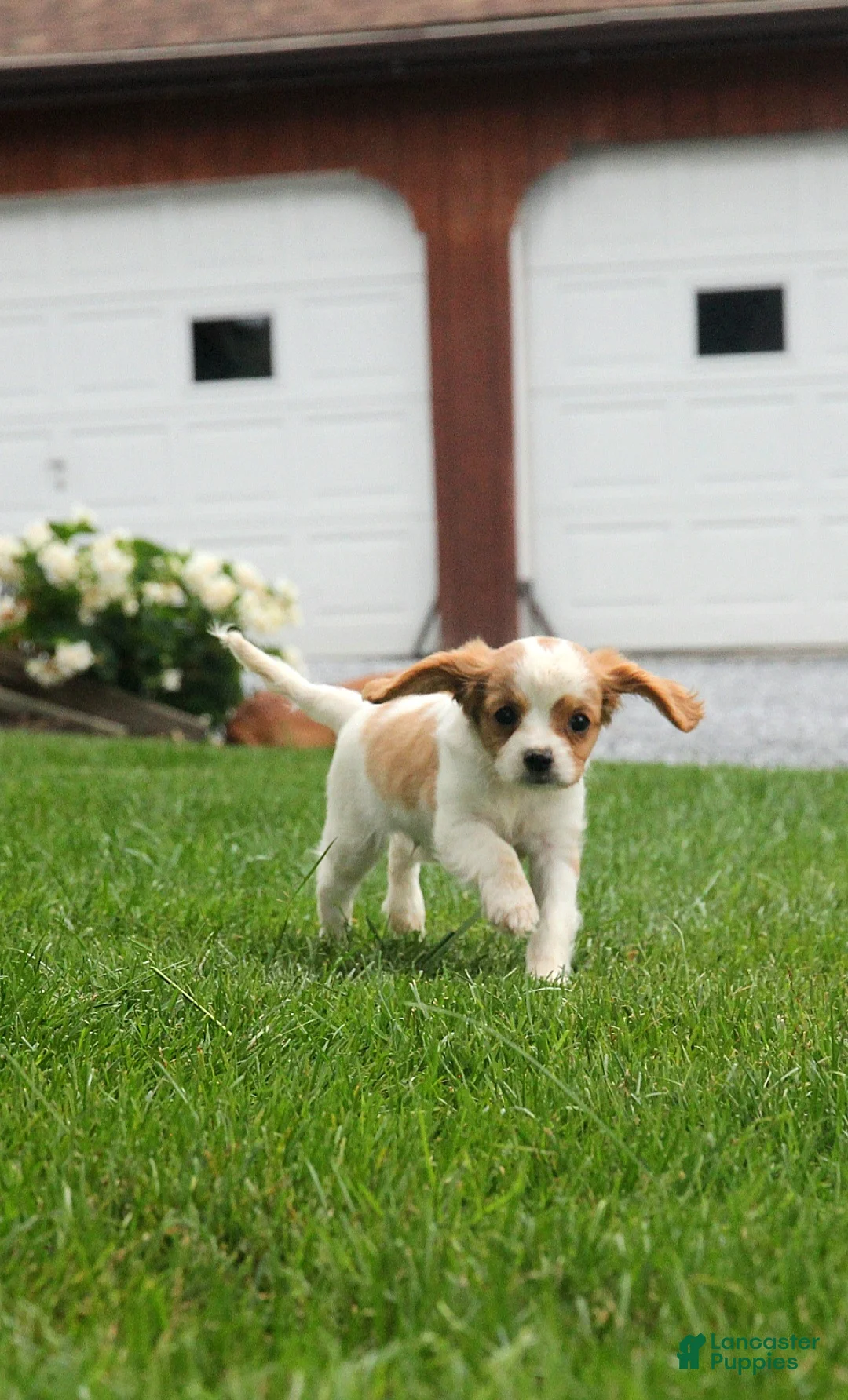 Cavapoo dogs for sale: Romeo - Ad 2