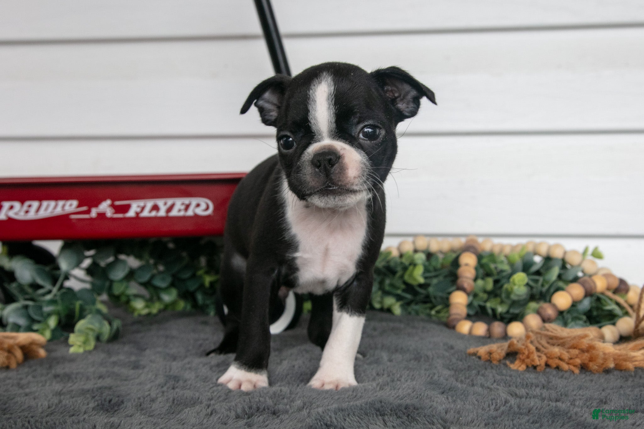 Boston Terrier dogs Mr. Goodbar - Ad 1