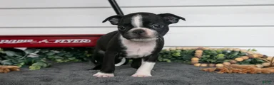 Mr. Goodbar
