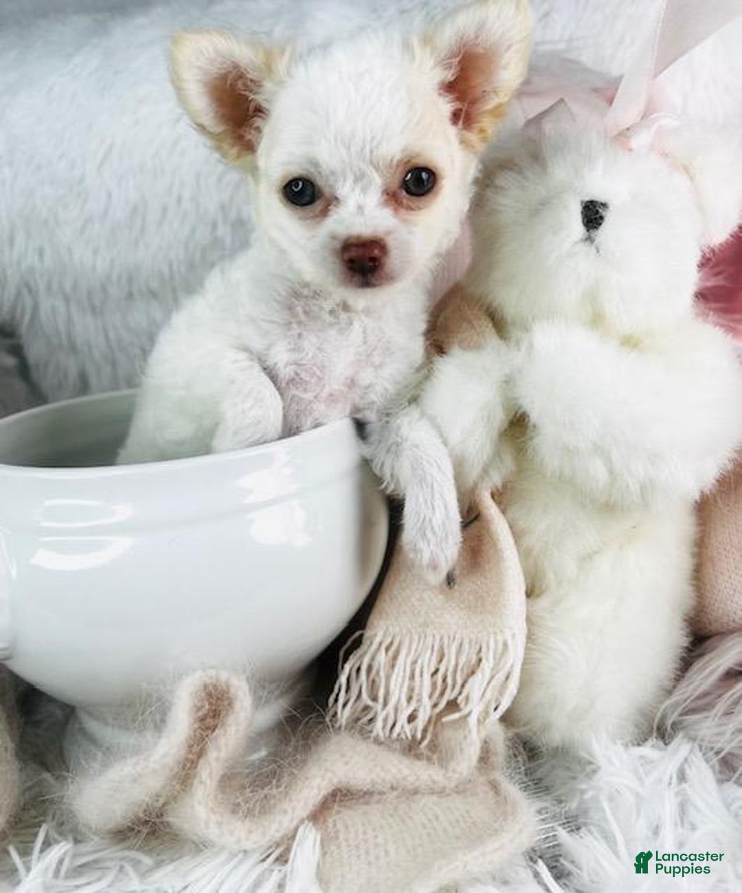 Teacup Chihuahua Puppy for sale in Miami Lancaster Puppies