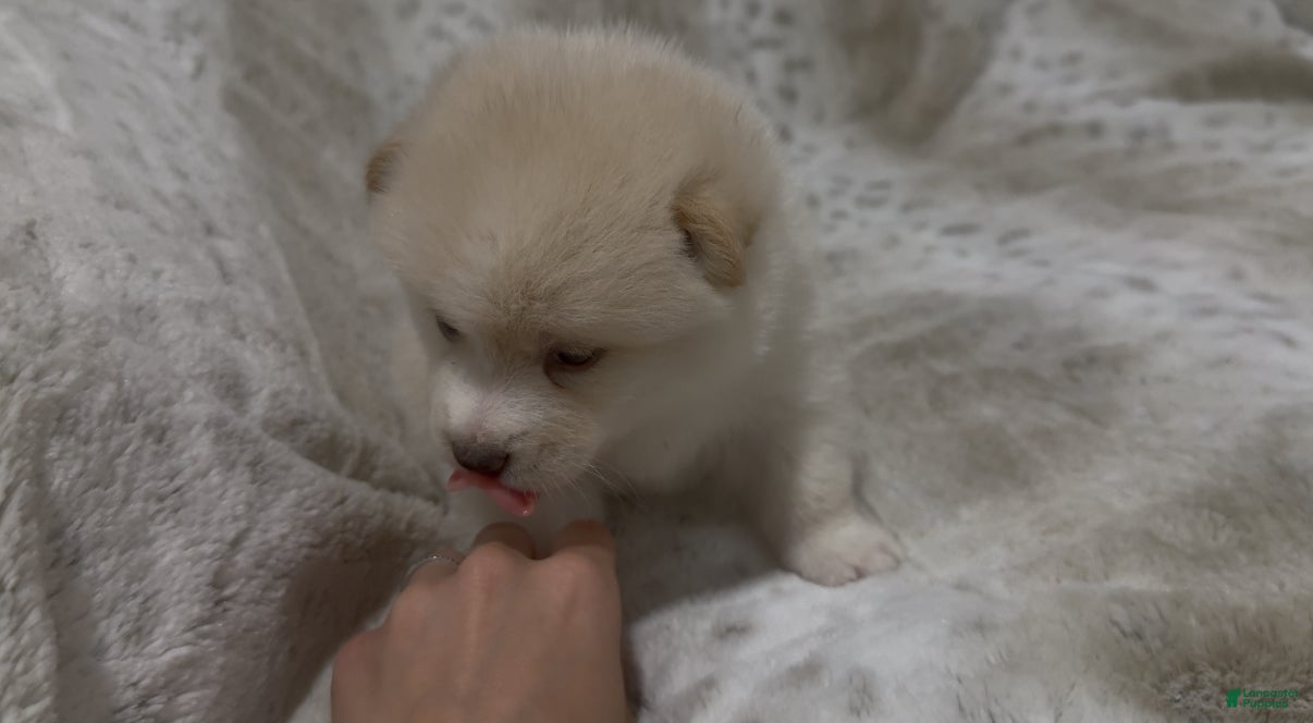 Mixed Breed dogs Alyona  - Ad 2