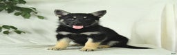 Gerberian Shepsky dogs for sale: Muffin - Ad 4