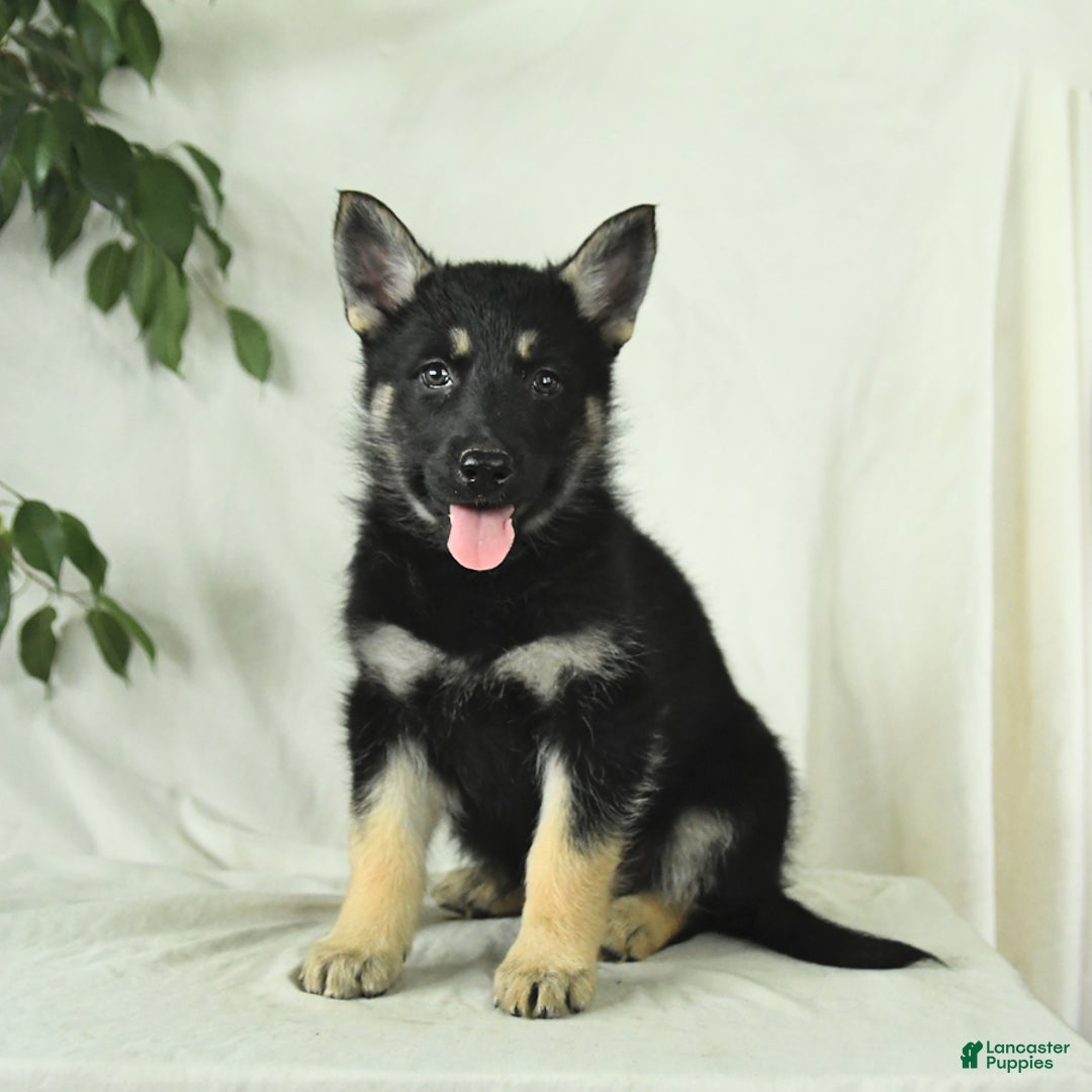 Gerberian Shepsky dogs for sale: Muffin - Ad 4