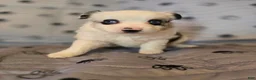Miniature Australian Shepherd dogs for sale: Miniature Australian Shepherd Puppy 2 - Ad 2