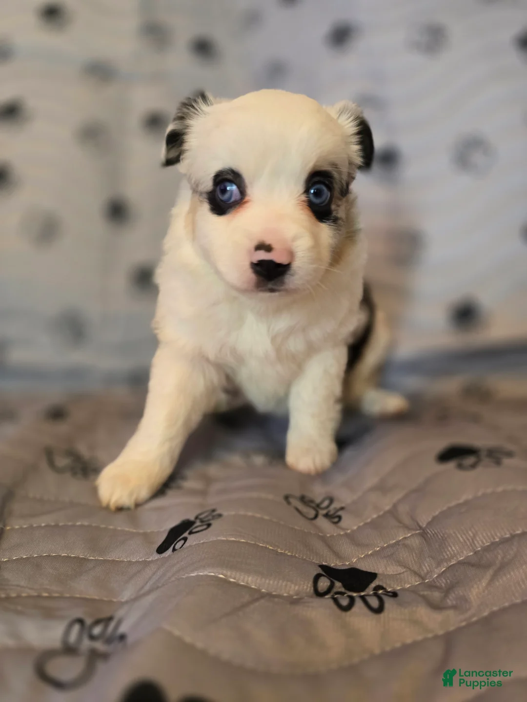 Miniature Australian Shepherd dogs for sale: Miniature Australian Shepherd Puppy 2 - Ad 2