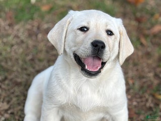 Labrador Retriever dogs - Ad 41