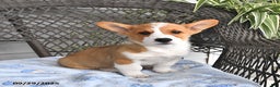 Welsh Corgi Pembroke dogs for sale: Nugget - Ad 11