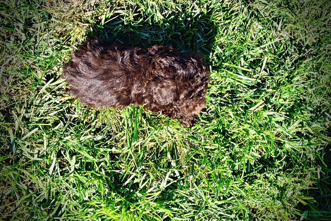 Havapoo dogs for sale: Izzy - Ad 7