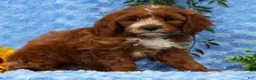 Cavapoo dogs for sale: Lynn - Ad 5